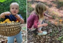 It’s Not About the Mushrooms