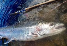 Walleye bite is on, weather favors trout runs: NE Ohio fishing report