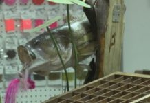 First Fall Fly Flingers Festival held in Quincy