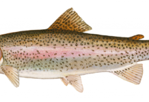 Trout Stocked in White Clay Creek to Provide Fall Fishing Opportunities