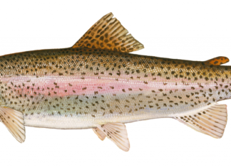 Trout Stocked in White Clay Creek to Provide Fall Fishing Opportunities