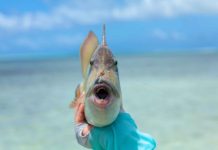 Don’t ignore the triggerfish | Hatch Magazine