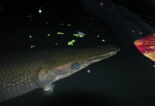 Massive Alligator Gar Caught For The First Time Ever In Kansas