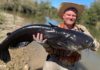 Fly angler lands potential world-record blue catfish