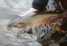 Top 5 Subsurface Flies for Big Brook Trout