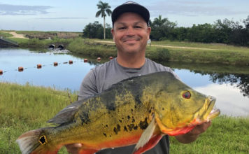 Florida Peacock Bass Record Falls After Nearly 30 Years!