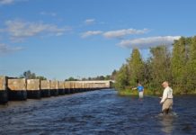 Humpies get no respect!