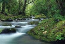 San Gerardo De Dota, a Forest of Great Natural Beauty