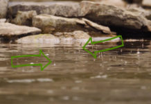 Master Class Monday: How to Catch Trout in Eddies