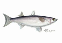 Grey Mullet – Mugil cephalus