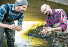 Blurred lines: Study warns of invasive-native species hybrids