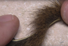 Video: Why You Should Tie with Pine Squirrel