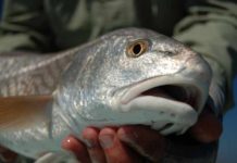 Video: Top 5 Flies for Redfish