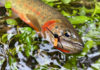 Podcast: The Western Native Trout Challenge, with Daniel Ritz