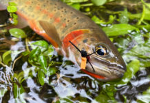 Podcast: The Western Native Trout Challenge, with Daniel Ritz