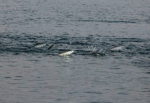 Scientists are Homing in on Elusive Bonefish Spawning Sites in the Florida Keys