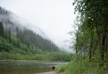 Essay: Sleeping with the Fishes