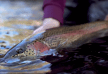 5 Classic Flies that Excel in Sizes 20 and Smaller