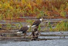 Delaware Highlands Conservancy announces eagle watch volunteer training