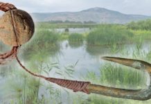 Archaeology breakthrough after discovery of ancient human fishing rod: ‘Amazing’ | Science | News