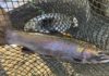 Erie steelhead anglers adapting to water levels : NW Pa. fishing report