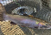 Erie steelhead anglers adapting to water levels : NW Pa. fishing report