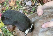 Leftover fishing line endangers birds at local lakes