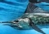 Stuart sailfish tournament season schedule. Will billfish be there?