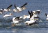 Bienvenu pelicans! Hundreds of white pelicans fly in to winter at lakes near LSU | Home/Garden