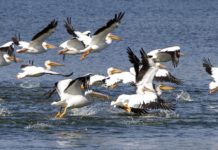 Bienvenu pelicans! Hundreds of white pelicans fly in to winter at lakes near LSU | Home/Garden