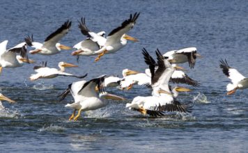 Bienvenu pelicans! Hundreds of white pelicans fly in to winter at lakes near LSU | Home/Garden