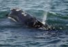 Ban on lobster fishing to save whales is back, court rules | National/World