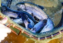 OKC is moving the winter trout fishing to two new fishing holes