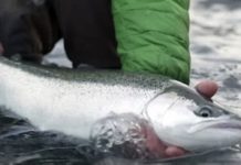 What I am thankful for… – The Ukiah Daily Journal