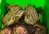 Mendocino Coast Dungeness Crab season going strong – The Ukiah Daily Journal
