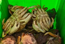 Mendocino Coast Dungeness Crab season going strong – The Ukiah Daily Journal