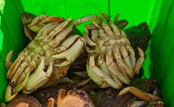 Mendocino Coast Dungeness Crab season going strong – The Ukiah Daily Journal