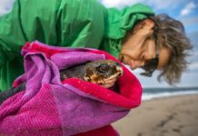 When Turtles Fly – bioGraphic