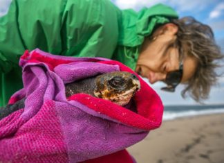 When Turtles Fly – bioGraphic