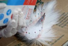 How to Preserve a Deer Tail For Tying Flies