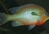 Art Lander’s Outdoors: The Redbreast Sunfish is a non-native species first stocked in Kentucky in 1969