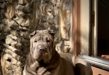 Congratulations to Our Orvis Cover Dog Top Donor Dogs!