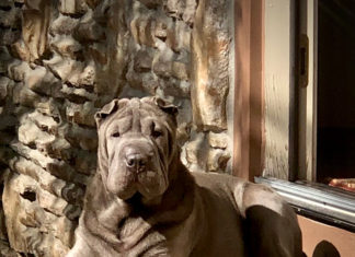 Congratulations to Our Orvis Cover Dog Top Donor Dogs!