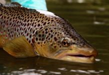 Video: How to Think Through Fly Choice and Presentation