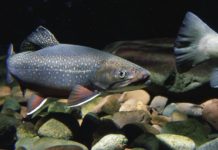 Idaho Hatches Plan to Introduce “Super-Male” Brook Trout