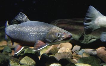 Idaho Hatches Plan to Introduce “Super-Male” Brook Trout