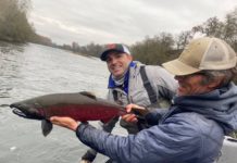 12 pounds of buck Coho salmon