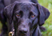 Shop WILD Saturday Set for December 11 – NH Fish and Game Department