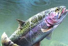 Sierra Bright Dot Fly Fishing Report 11-19-2021