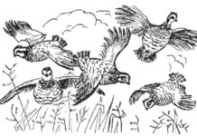 Gentlemen & Bobwhites – Columbia Metropolitan Magazine